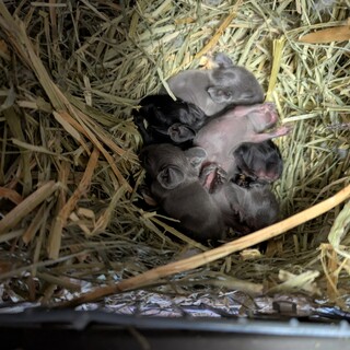 里親募集です。