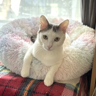 【1/25東銀座】チャッピーくん★1歳♪