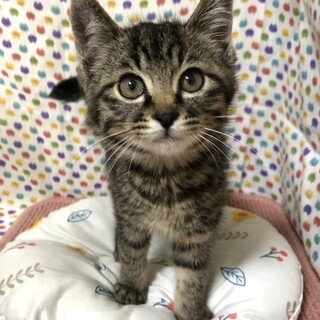 【6/29東銀座】セイくん★3ヵ月♪