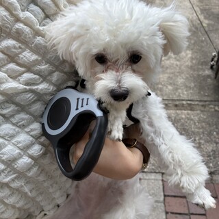 マルプー10ヶ月のわんちゃんです