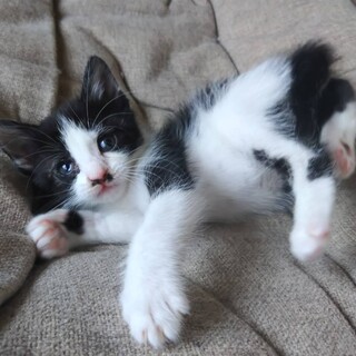 よく慣れた2ヶ月の「こしひかりちゃん」