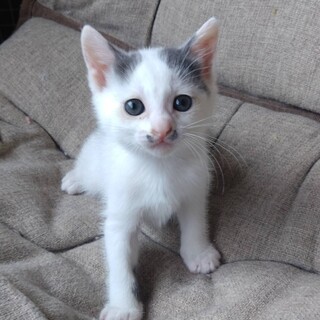 よく慣れた2ヶ月の「あきたこまちちゃん」