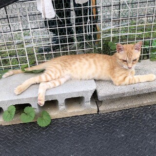 茶トラ　ながお君　性格バツグン