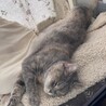 あったかくなったせいか何処にいても長くなってます