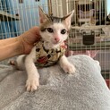 人懐こい可愛いきじ白テク君