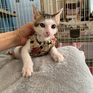 人懐こい可愛いきじ白テク君