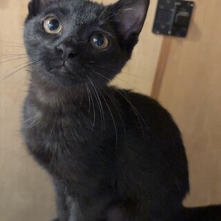 甘えん坊な黒猫の女の子。交渉中です。