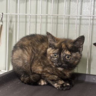 一般譲渡されました ありがとうございました。