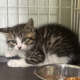 里親様決まりました ありがとうございました