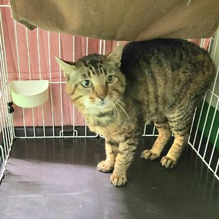 処分間近 人が大好き キジトラくん