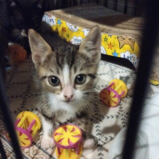 目力強キジ白男の子1ヶ月　じぞうくん