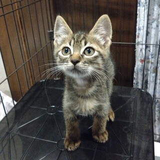 シュッとしたキジトラ男の子1ヶ月ふどうくん