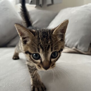 【元気いっぱいな男の子】ムト(旧カステラ)くん