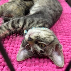 まだら家 サムネイル3