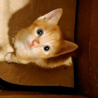 茶トラの男の子