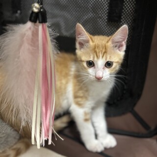 【茶トラ白】人なれOK