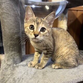 【キジ茶トラ】お利口さん