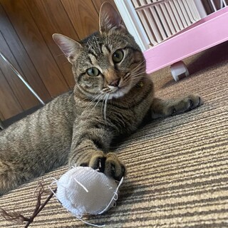 キジトラ　てっか君　里親様募集中☆彡