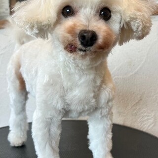 いつもそばにいてね　❀癒しのアルフィン❀