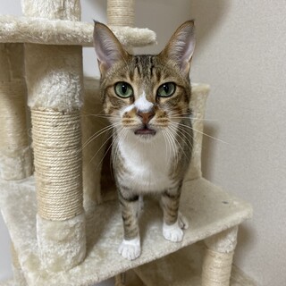 人懐っこい茶色のネコです