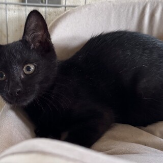 かわいい子猫です。