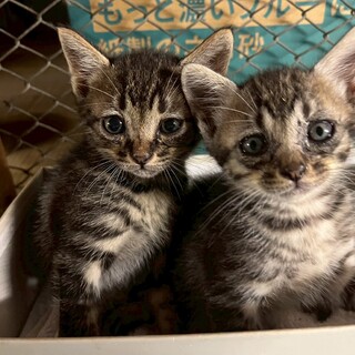 右：かわいいキジトラ子猫♪