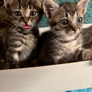 左：デベソなキジトラくん♪