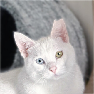 白猫メレンゲちゃん