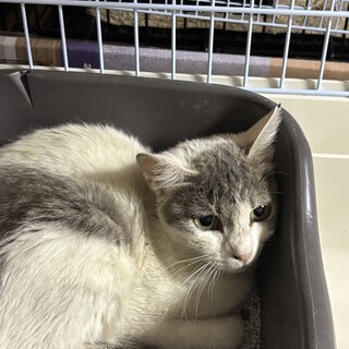 グレーキジ白の優しい女の子！