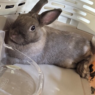 【急募】保護うさぎ〜里親募集中！