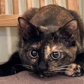 ふたごのサビ姉妹１才元気いっぱい！