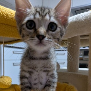 人間大好き！ゴロスリメープルです！！