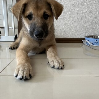 野犬の仔犬　トマト