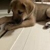 野犬の仔犬　トマト サムネイル2
