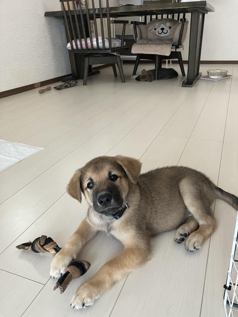 野犬の仔犬 トマト」茨城県 - 犬の里親募集(518880) 3枚目の画像