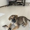 野犬の仔犬　トマト サムネイル3