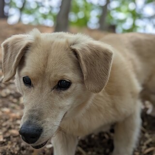優しいおじいわん　さんたくん