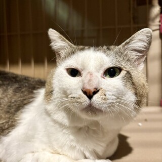 ユニークなお顔！エイズキャリアでもとってもいい子！