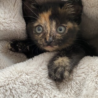 ♦︎幸せに生きたい ぴーちゃん♦︎