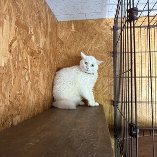 ご年配の方向け。4歳白猫」東京都 - 猫の里親募集(518834