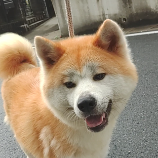 秋田犬メス約2才 2023/7/10生