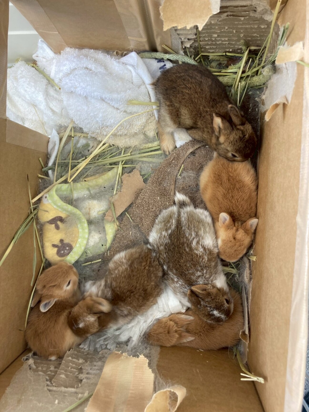 6月3日生まれのうさぎ」東京都 - 小動物の里親募集(518886