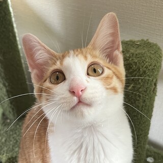 【里親さま決定!!】サンくん☆3ヶ月男の子