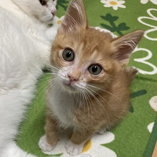 可愛いシロ靴下履いた茶白兄弟①トム君
