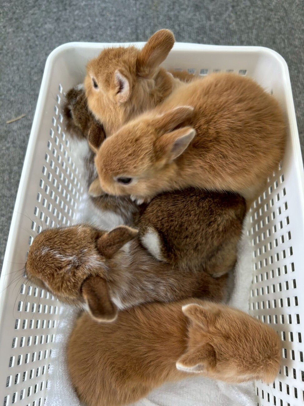 6月3日生まれのうさぎ」東京都 - 小動物の里親募集(518886) 5枚目の