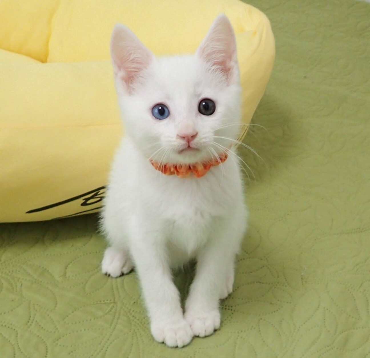 ねこぽん♪ BURTON 上150位 下140位 ねこぽん様専用♪ BURTON 上150位 下140位 ウィンタースポーツ