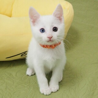 【6/29東銀座】きんたくん★２ヵ月♪