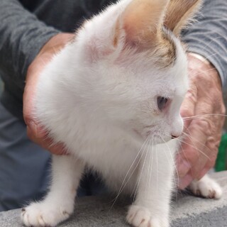 4月生まれオスの仔猫（デベソ）
