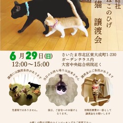 秘密結社ねこのひげ♡保護猫譲渡会 サムネイル1