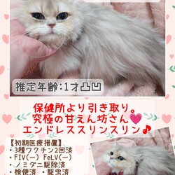 秘密結社ねこのひげ♡保護猫譲渡会 サムネイル2